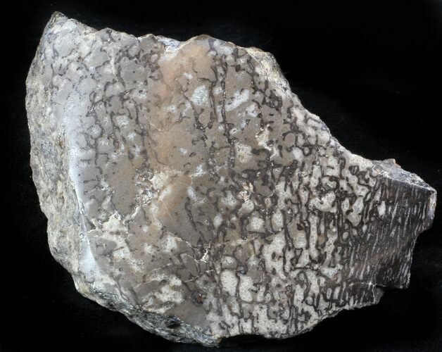 Polished Agatized Dinosaur Bone - Colorado #37274